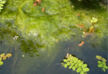 How do I Get Algae Off the Bottom of My Pool Without a Vacuum?