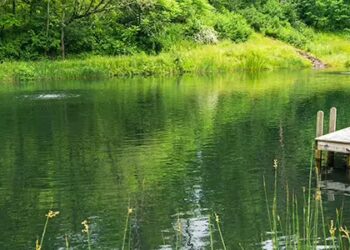 Effective Koi Pond Maintenance in the Chicagoland Area: Ensuring a Healthy Aquatic Environment