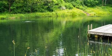 Effective Koi Pond Maintenance in the Chicagoland Area: Ensuring a Healthy Aquatic Environment