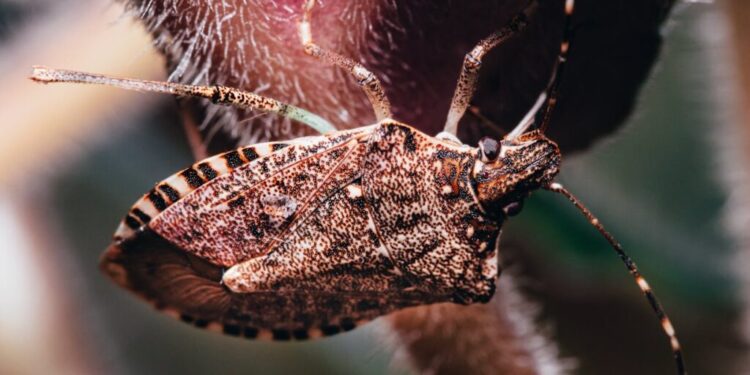 Do boxelder bugs cause damage or are they just a seasonal nuisance?